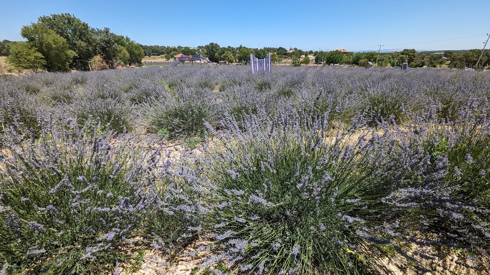 Lavender fields used in Lemonicious Blueberry Lavender inspiration