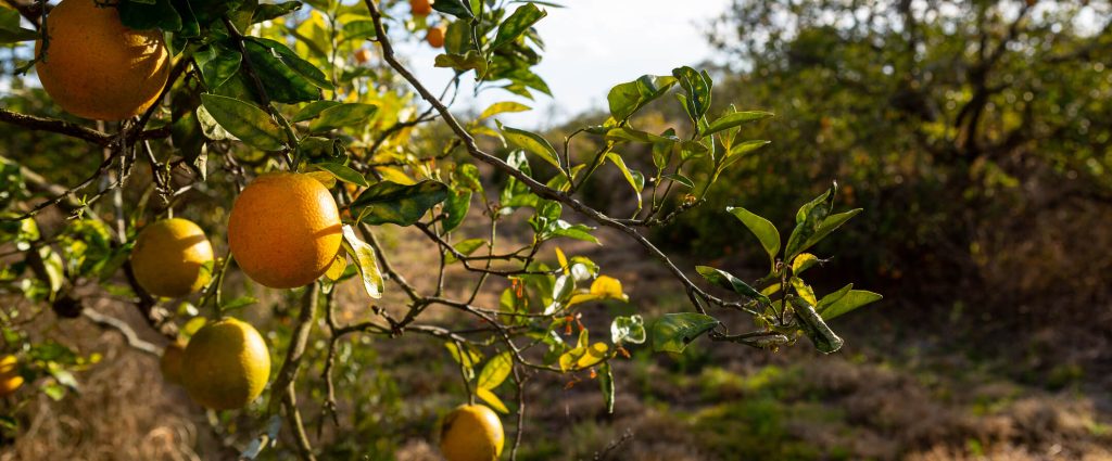 Blueberry Picking in Florida – Florida Hikes
