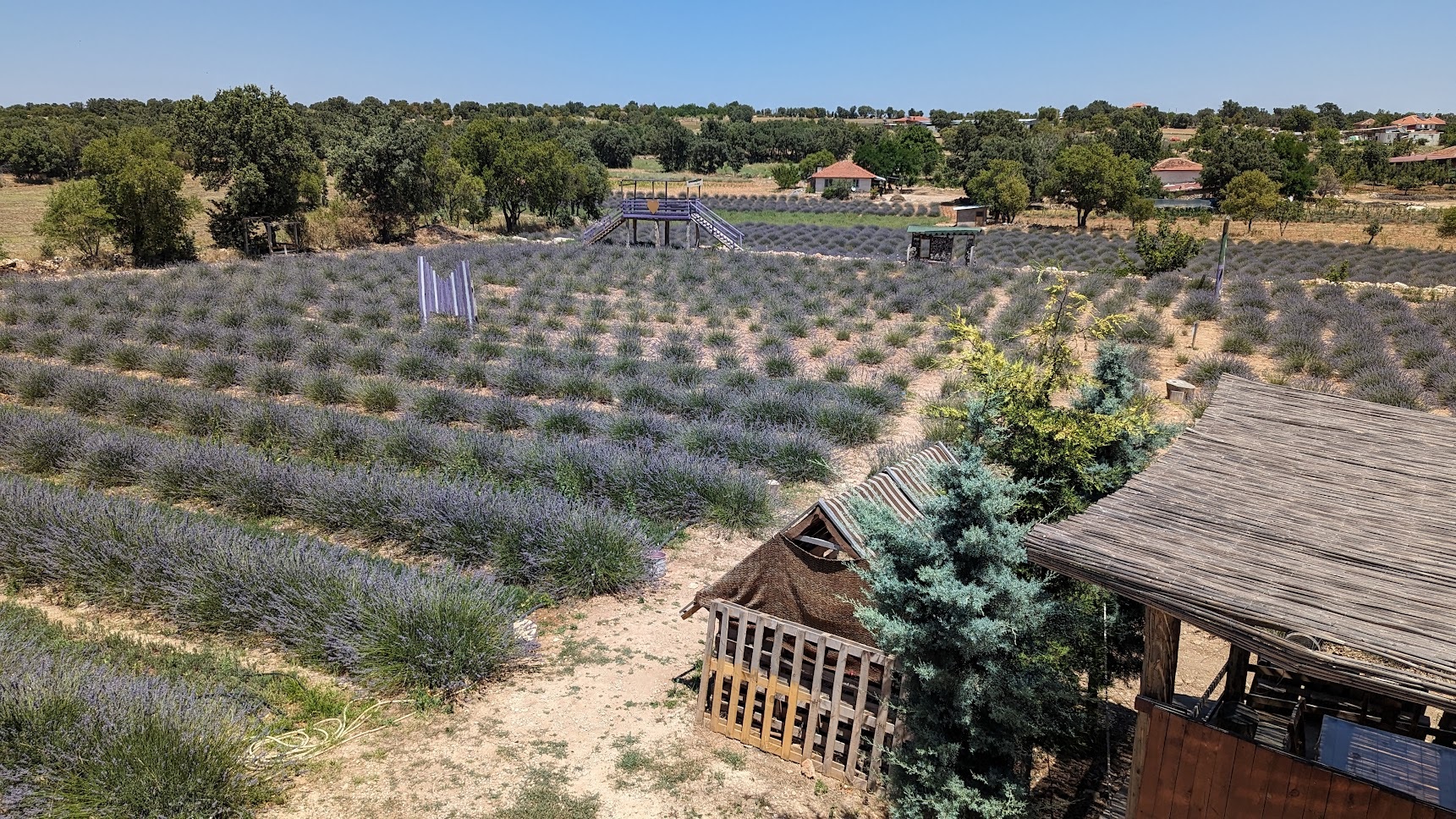 lithiablueberryfarms
