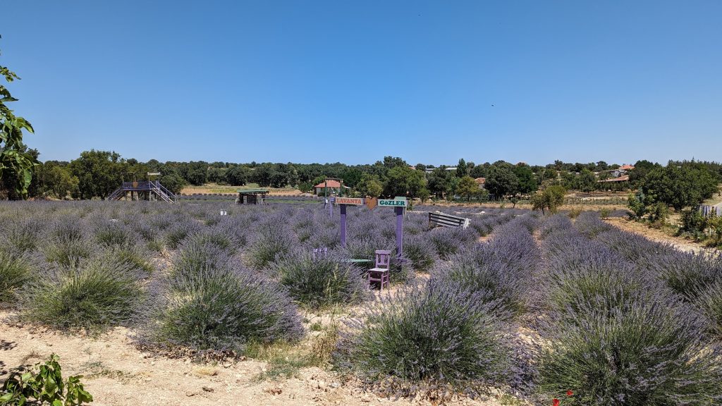 The Truth About the Lavender in Your Favorite Drinks